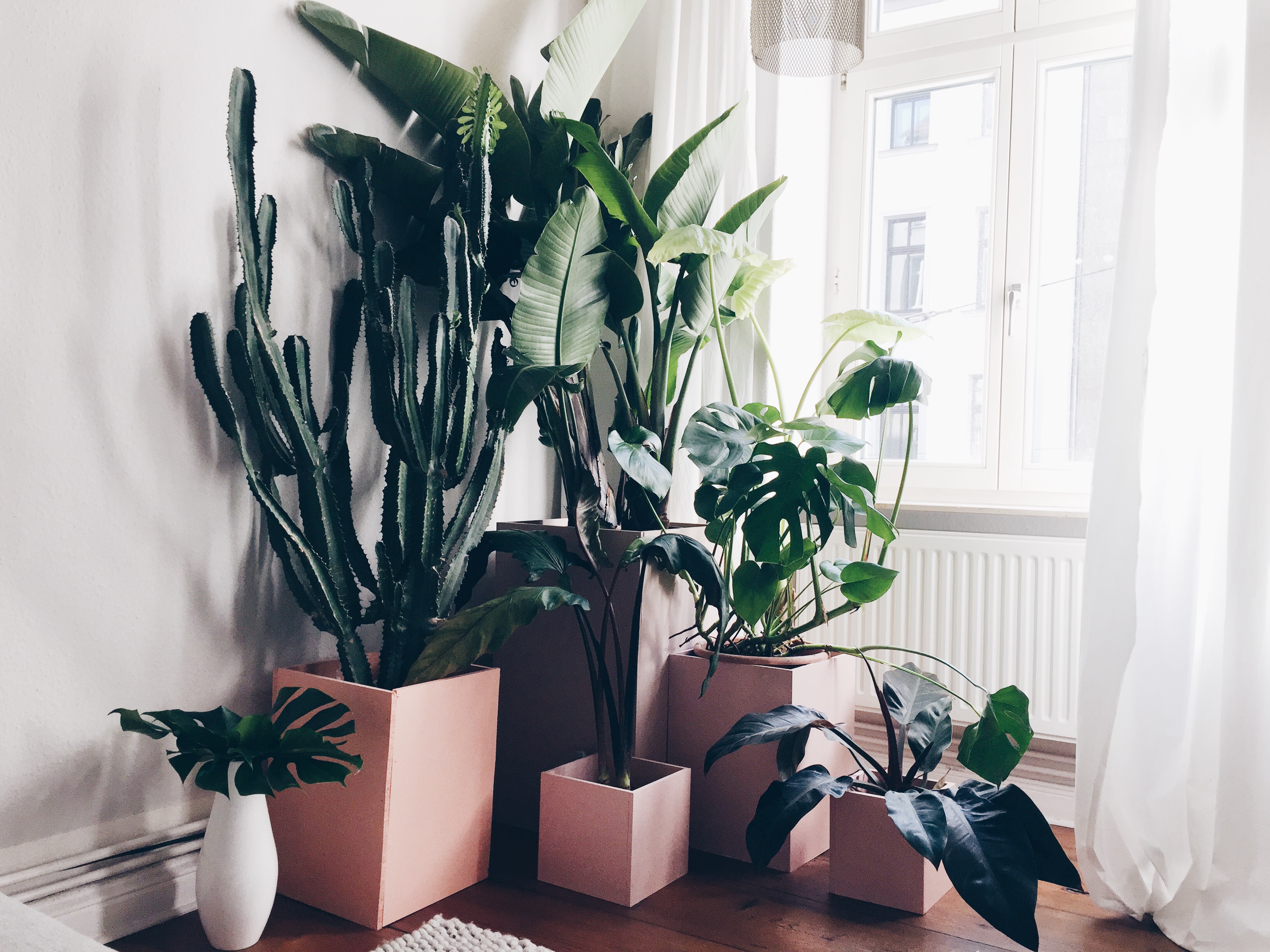 Welcome to the jungle: liebesbrief an 7 tropische pflanzen amazed