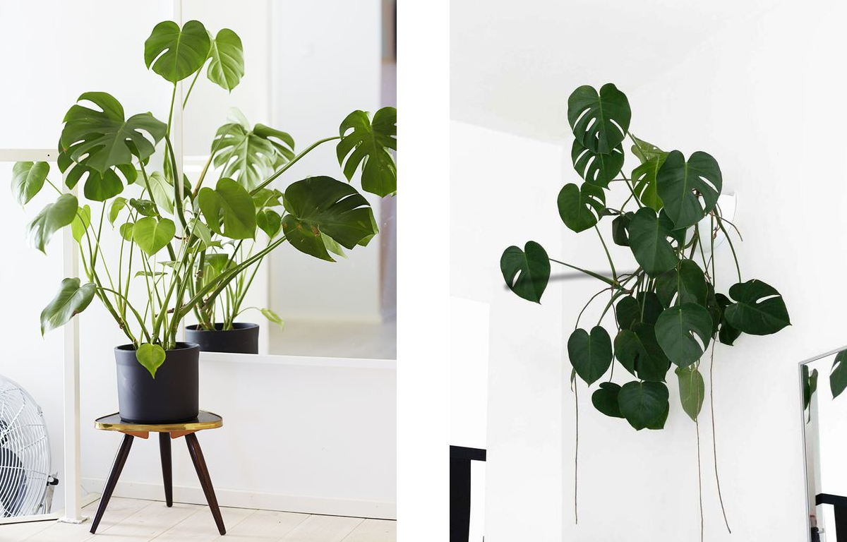 Jungle Monstera