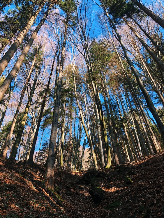Tegernseer Höhenweg