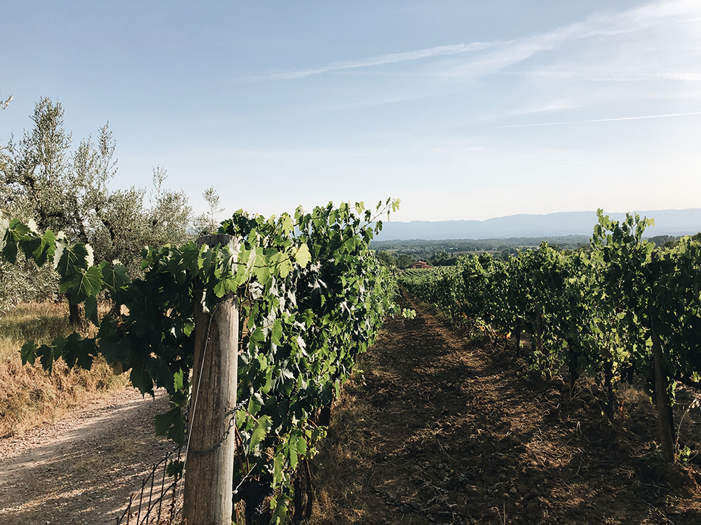 Fattoria la Vialla